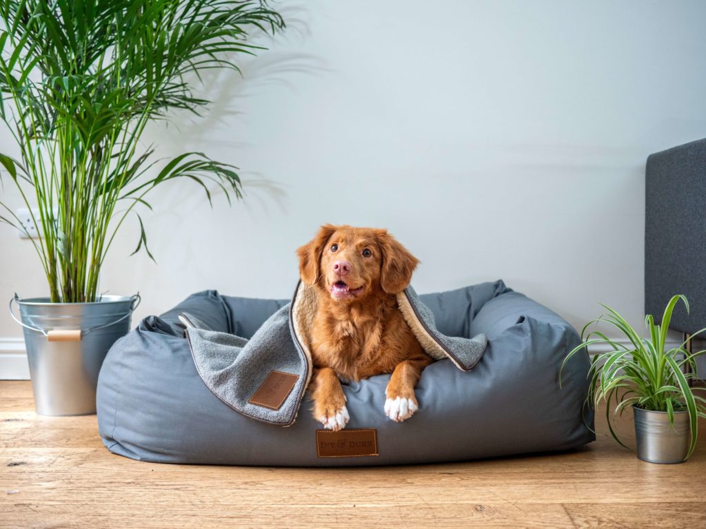Which of the Available Designer Breed Puppies Is the Smartest?