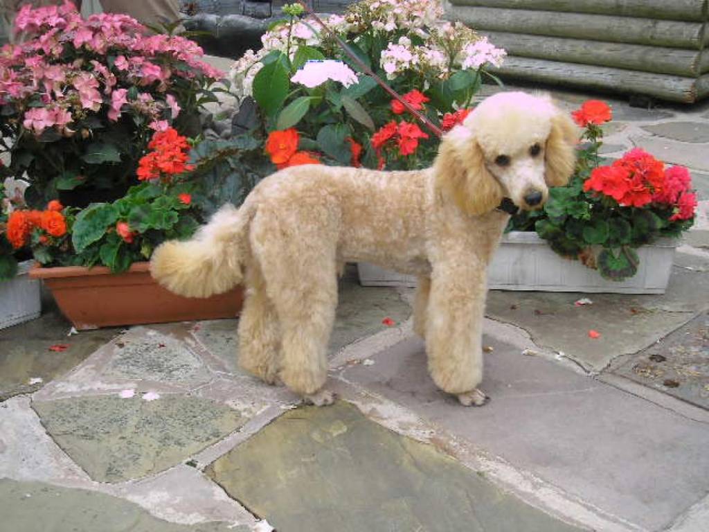 Strategies for Disciplining a Biting Puppy: Catching Biting in the Bud