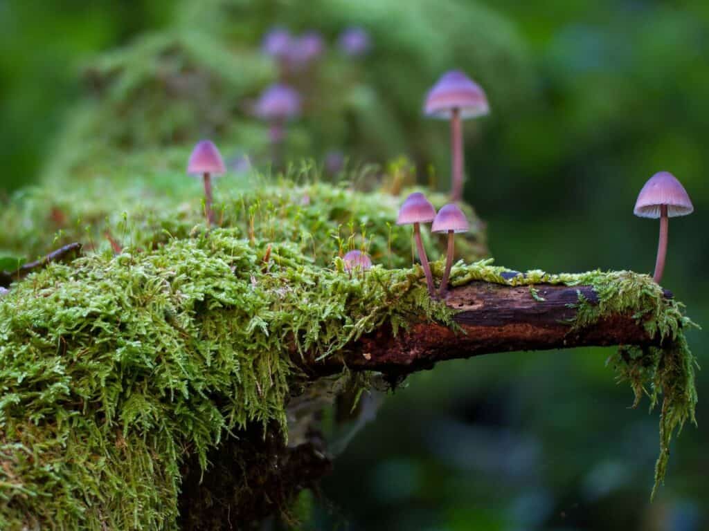 Beginner’s Guide to Magic Mushroom Identification