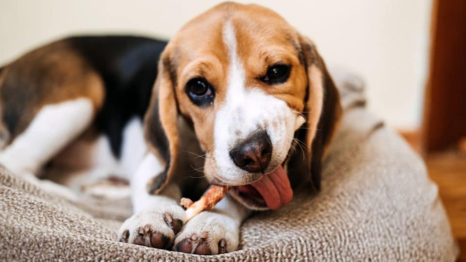 Paws and Jaws: The Adventures of Puppy Bone Safety