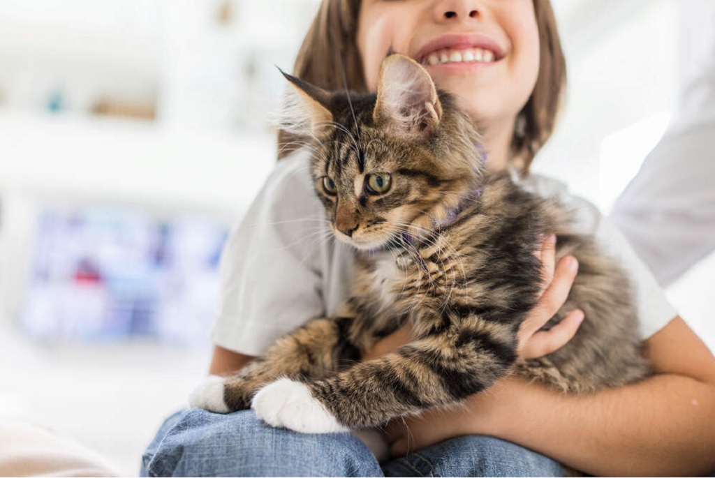 Freeze-Dried vs. Soft Cat Treats: The Ultimate Feline Snack Showdown