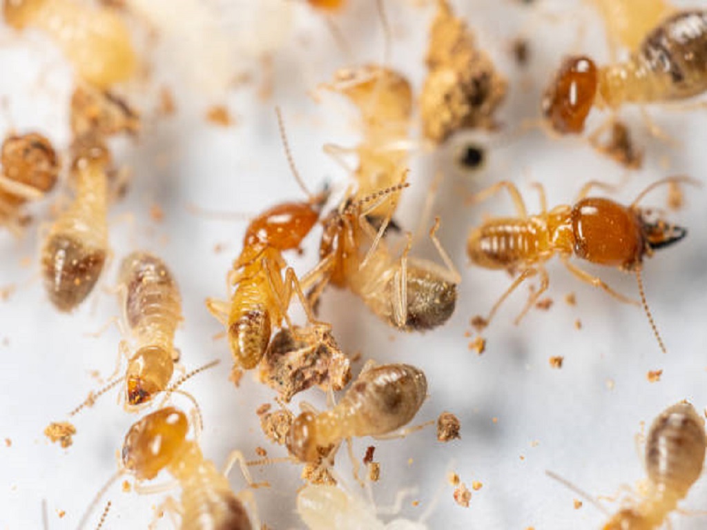 How and Why Most Termite Pest Control Near Me Services Fail (And the Way to Pick one that Will Work)