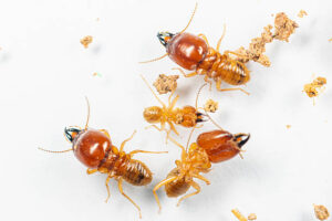 termite pest control near me