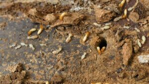 pest and termite control near me