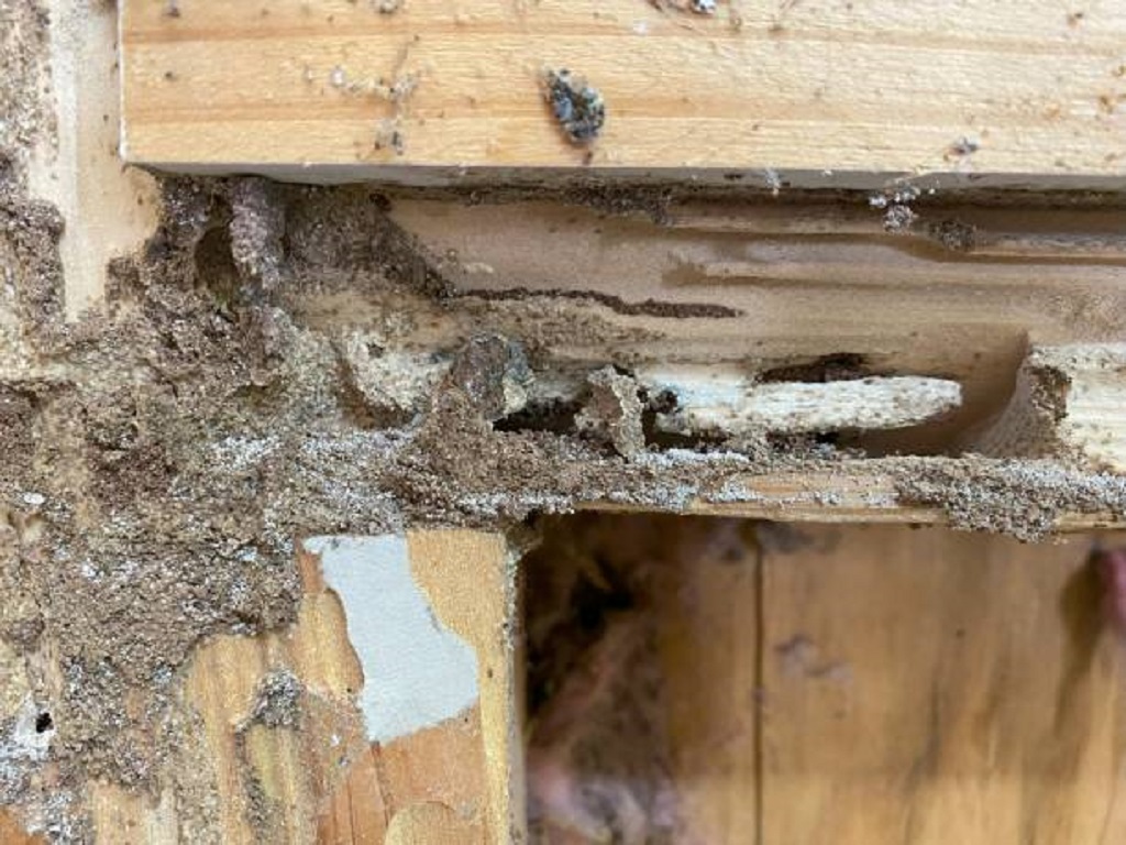 More than Band-Aids: How I Found a Termite Repair Near Me Through a Termite Pest Control Near Me Service That Stops Future Infestations