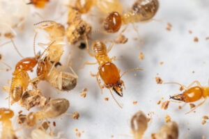 termite pest control near me