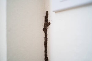 kill termites in wall