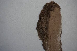 kill termites in wall