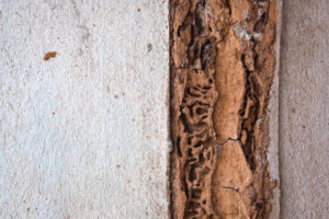 kill termites in wall