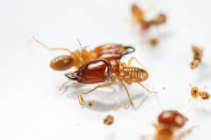 termite pest control near me