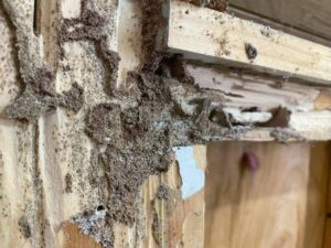 termite repair near me