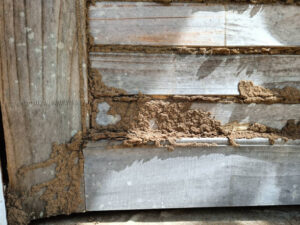 termite repair near me