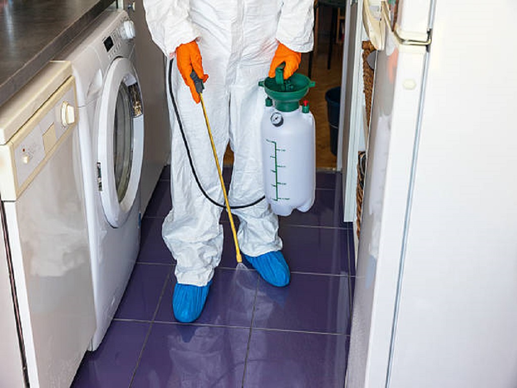 Family-Friendly Termite Solutions That Kill Colonies Safely with Help from Termite Pest Control Near Me