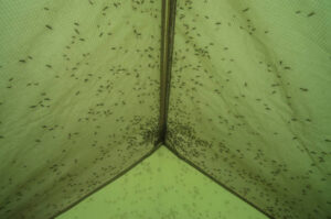 termite tenting near me