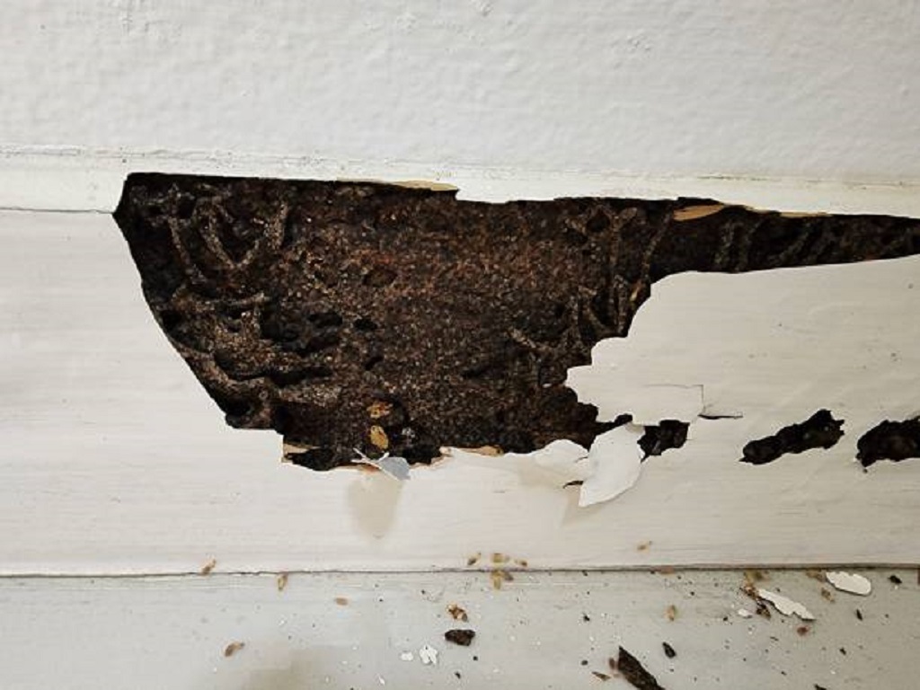 Ways to Kill Termites in Wall Without Tearing Down Your Home Using Termite Pest Control Near Me Methods