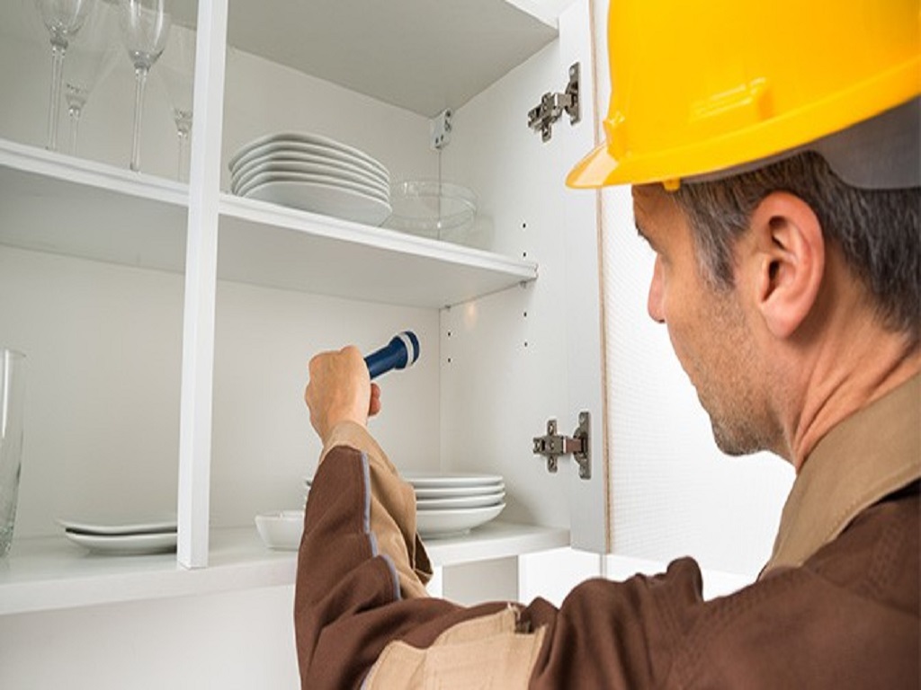 Protect Your Home Year Round by Building a Termite Control Agenda Based on Termite Pest Control Near Me Recommendations